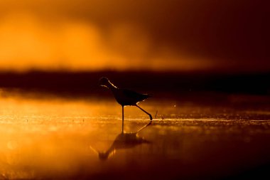 Günbatımı doğa ve kuş. Günbatımı doğa arka plan. Ortak su kuşu: siyah kanatlı stilt. Himantopus himantopus.