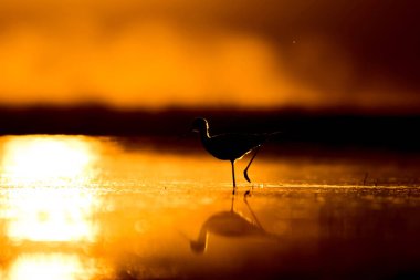 Günbatımı doğa ve kuş. Günbatımı doğa arka plan. Ortak su kuşu: siyah kanatlı stilt. Himantopus himantopus.