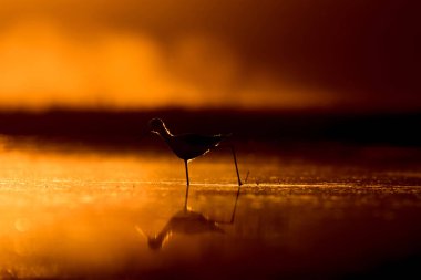 Günbatımı doğa ve kuş. Günbatımı doğa arka plan. Ortak su kuşu: siyah kanatlı stilt. Himantopus himantopus.