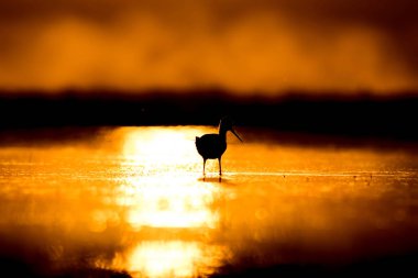 Günbatımı doğa ve kuş. Günbatımı doğa arka plan. Ortak su kuşu: siyah kanatlı stilt. Himantopus himantopus.