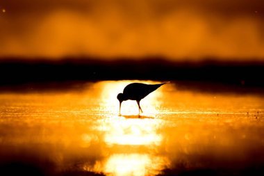 Günbatımı doğa ve kuş. Günbatımı doğa arka plan. Ortak su kuşu: siyah kanatlı stilt. Himantopus himantopus.