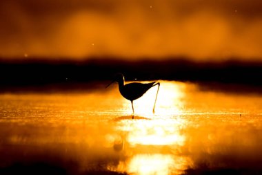 Günbatımı doğa ve kuş. Günbatımı doğa arka plan. Ortak su kuşu: siyah kanatlı stilt. Himantopus himantopus.