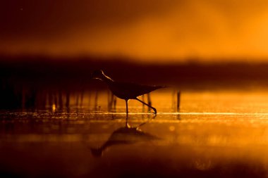 Günbatımı doğa ve kuş. Günbatımı doğa arka plan. Ortak su kuşu: siyah kanatlı stilt. Himantopus himantopus.