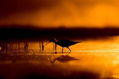 Günbatımı doğa ve kuş. Günbatımı doğa arka plan. Ortak su kuşu: siyah kanatlı stilt. Himantopus himantopus.