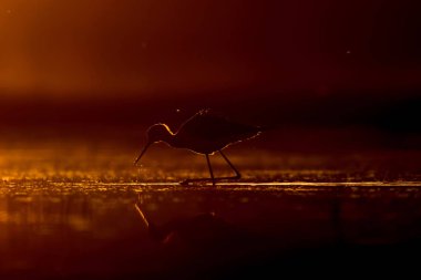 Günbatımı doğa ve kuş. Günbatımı doğa arka plan. Ortak su kuşu: siyah kanatlı stilt. Himantopus himantopus.
