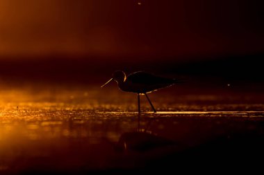 Günbatımı doğa ve kuş. Günbatımı doğa arka plan. Ortak su kuşu: siyah kanatlı stilt. Himantopus himantopus.