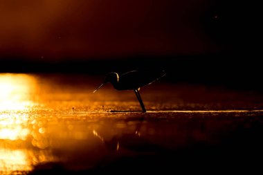 Günbatımı doğa ve kuş. Günbatımı doğa arka plan. Ortak su kuşu: siyah kanatlı stilt. Himantopus himantopus.