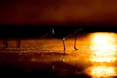 Günbatımı doğa ve kuş. Günbatımı doğa arka plan. Ortak su kuşu: siyah kanatlı stilt. Himantopus himantopus.