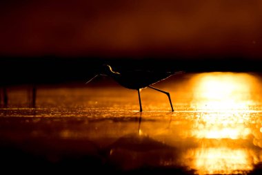 Günbatımı doğa ve kuş. Günbatımı doğa arka plan. Ortak su kuşu: siyah kanatlı stilt. Himantopus himantopus.