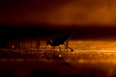 Günbatımı doğa ve kuş. Günbatımı doğa arka plan. Ortak su kuşu: siyah kanatlı stilt. Himantopus himantopus.