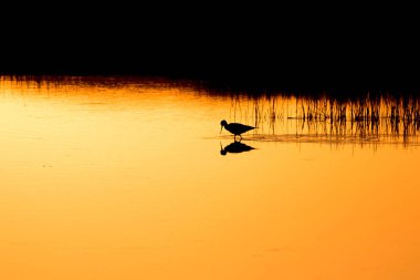 Günbatımı doğa ve kuş. Günbatımı doğa arka plan. Ortak su kuşu: siyah kanatlı stilt. Himantopus himantopus.