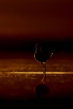 Günbatımı doğa ve kuş. Günbatımı doğa arka plan. Ortak su kuşu: siyah kanatlı stilt. Himantopus himantopus.