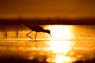 Günbatımı doğa ve kuş. Günbatımı doğa arka plan. Ortak su kuşu: siyah kanatlı stilt. Himantopus himantopus.