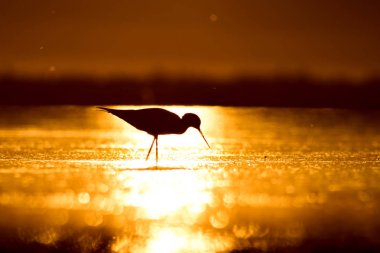 Günbatımı doğa ve kuş. Günbatımı doğa arka plan. Ortak su kuşu: siyah kanatlı stilt. Himantopus himantopus.