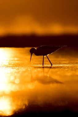 Günbatımı doğa ve kuş. Günbatımı doğa arka plan. Ortak su kuşu: siyah kanatlı stilt. Himantopus himantopus.