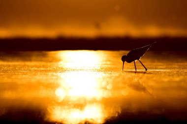 Günbatımı doğa ve kuş. Günbatımı doğa arka plan. Ortak su kuşu: siyah kanatlı stilt. Himantopus himantopus.
