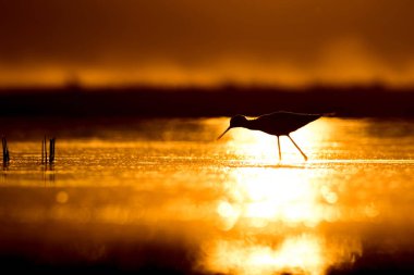 Günbatımı doğa ve kuş. Günbatımı doğa arka plan. Ortak su kuşu: siyah kanatlı stilt. Himantopus himantopus.