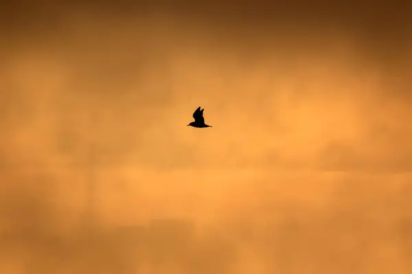 Lago Sunset Pássaros Foggy Sunset Natureza Fundo — Fotografia de Stock