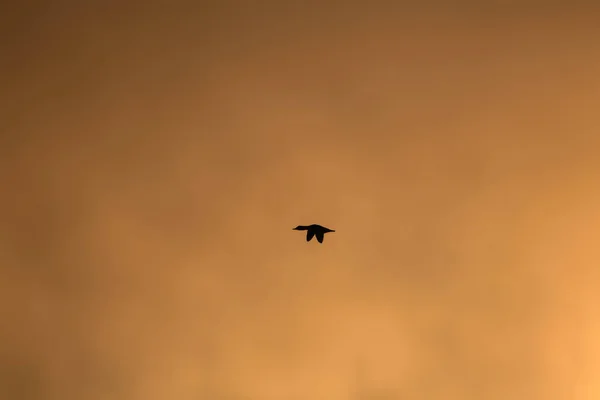 Lago Del Atardecer Aves Niebla Puesta Sol Naturaleza Fondo — Foto de Stock