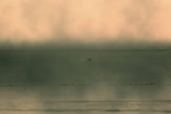 Zonsondergang Meer Vogels Mistige Zonsondergang Natuur Achtergrond — Stockfoto