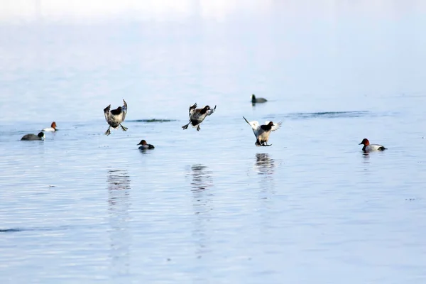 Des Canards Volants Hiver Nature Fond — Photo