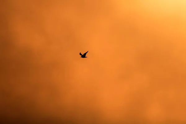 Zachód Słońca Jezioro Ptaki Mglisty Zachód Słońca Natura Tło — Zdjęcie stockowe