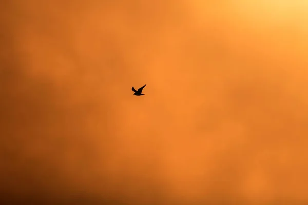 Lago Del Atardecer Aves Niebla Puesta Sol Naturaleza Fondo — Foto de Stock