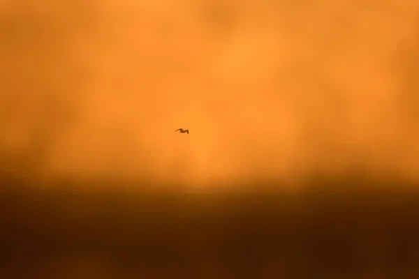 Lago Del Atardecer Aves Niebla Puesta Sol Naturaleza Fondo — Foto de Stock