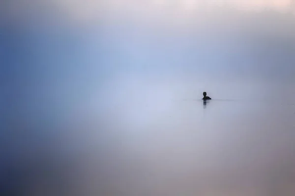 Λίμνη Του Ηλιοβασιλέματος Και Πουλιά Φόντο Της Φύσης Ομίχλη — Φωτογραφία Αρχείου