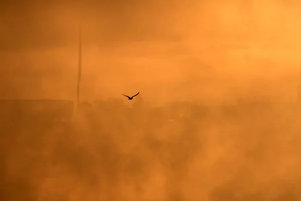 Lago Del Atardecer Aves Niebla Puesta Sol Naturaleza Fondo — Foto de Stock