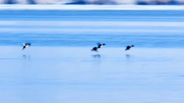 Летающие Утки Зимний Фон Природы — стоковое фото
