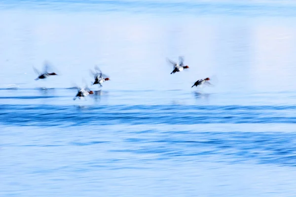Flying Ducks Winter Nature Background — Stock Photo, Image