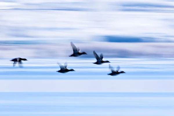 Repülő Kacsa Téli Természeti Háttér — Stock Fotó