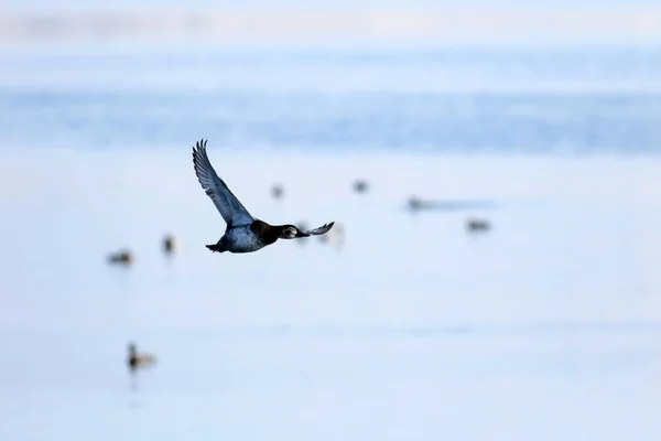 Patos Voadores Inverno Natureza Fundo — Fotografia de Stock