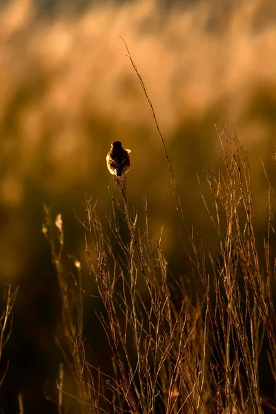 Cute Małego Ptaka Żółte Tło Przyrodnicze Ptak Whinchat Systematyka Rubetra — Zdjęcie stockowe
