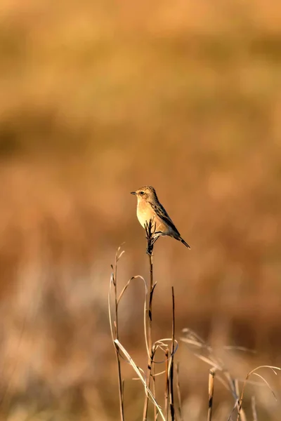 Cute Małego Ptaka Żółte Tło Przyrodnicze Ptak Whinchat Systematyka Rubetra — Zdjęcie stockowe