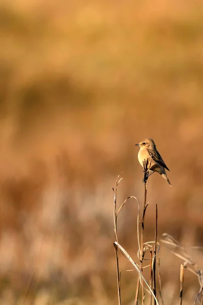 Aranyos Kis Madár Sárga Jellegű Háttér Madár Whinchat Saxicola Rubetra — Stock Fotó