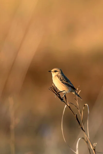 Cute Małego Ptaka Żółte Tło Przyrodnicze Ptak Whinchat Systematyka Rubetra — Zdjęcie stockowe