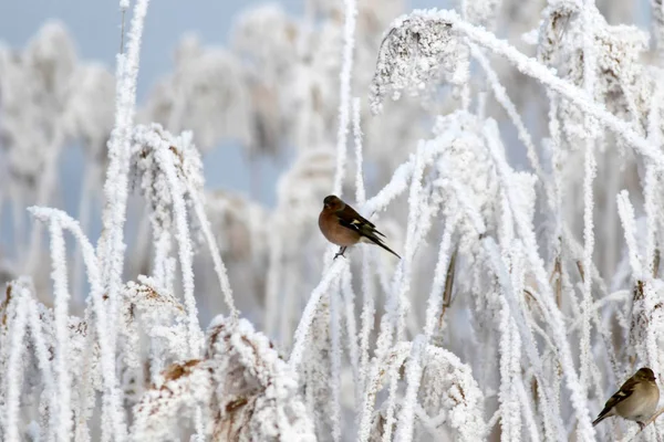 Hiver Les Oiseaux Fond Nature Blanc — Photo