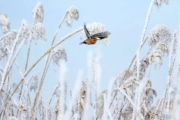 Hiver Les Oiseaux Fond Nature Blanc — Photo