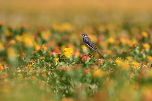 Fleurs Colorées Carthamus Tinctorius Champ Coloré Contexte Naturel — Photo