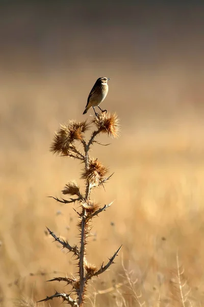 Милий Маленький Птах Жовтий Фон Природи Птах Whinchat Саксикола Рубетра — стокове фото