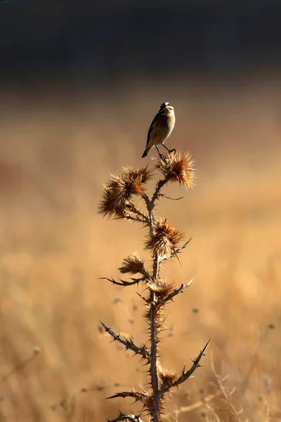 귀여운 새입니다 노란색 배경입니다 Whinchat 악시콜라 루베트라 — 스톡 사진