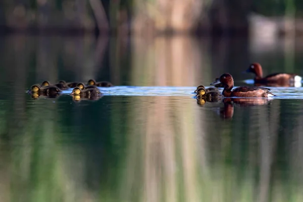 Familia Patos Nadadores Fondo Natural Del Hábitat Del Lago Pato — Foto de Stock