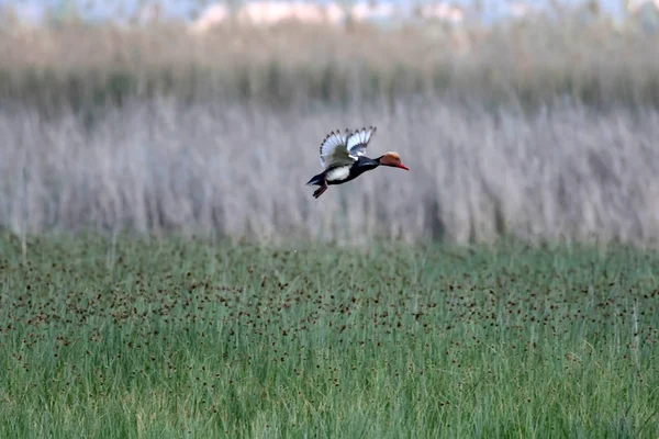 Flying duck. Nature background. Bird: Red crested Pochard. Netta rufina.