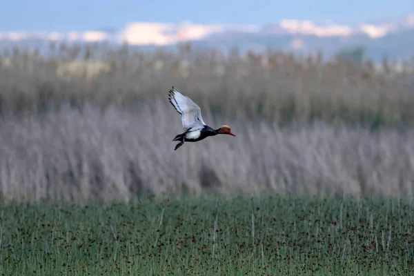 Flugente Natur Hintergrund Vogel Rothaubenpochard Netterrufina — Stockfoto