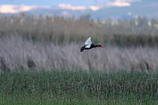 Flying duck. Nature background. Bird: Red crested Pochard. Netta rufina.