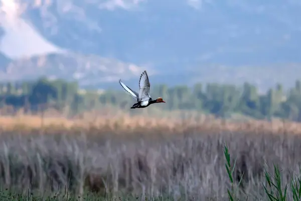 Flugente Natur Hintergrund Vogel Rothaubenpochard Netterrufina — Stockfoto