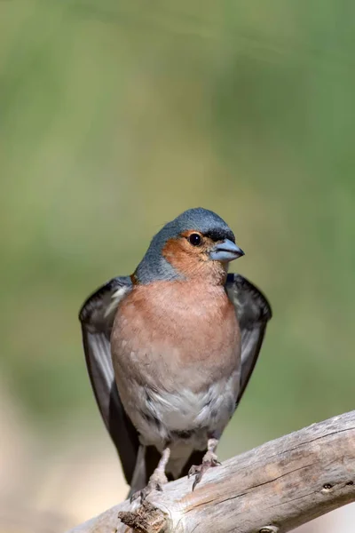 Cute little bird. Bird: Common Chaffinch Fringilla coelebs. Natural background.