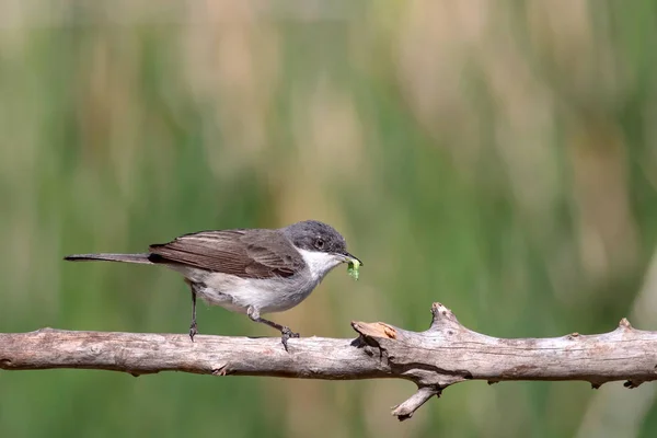 Lindo Pájaro Fondo Natural Ruppell Warbler Sylvia Rueppelli — Foto de Stock